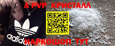 бошки Кингисепп