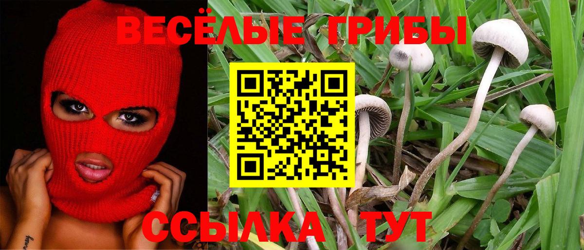 Псилоцибиновые грибы Psilocybe Куйбышев